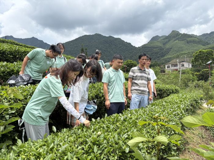 桂工學子參觀鵲鳴春茶園，探尋企業帶動鄉村振興路