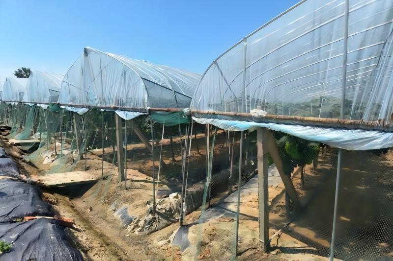 深入同大鎮(zhèn)葡萄園開展智慧農(nóng)業(yè)專題調(diào)研